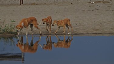 Αδέσποτα, Σκυλιά