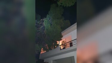 Δέντρο Κλαδί Μασταμπάς 