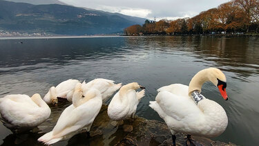 Κύκνος Κρήτη Ιωάννινα Ρωμαίος