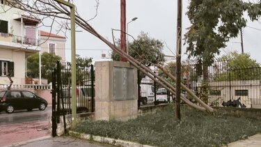 Πτώση δέντρου, Χανιά