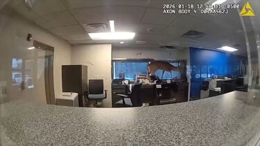 Ελάφι, Τράπεζα, Νέα Υόρκη