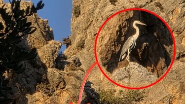 Ερωδιός: Ένα μυθικό πτηνό στον Ψηλορείτη!