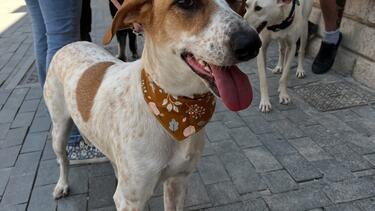 "Μια χρονιά γεμάτη σπίτια" από τους εθελοντές του Κυνοκομείου Δήμου Ηρακλείου