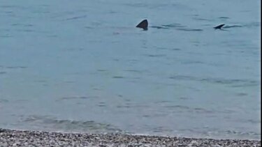 Λουτράκι: Kαρχαρίας βγήκε πρωτοχρονιάτικη... βόλτα στα ρηχά νερά παραλίας