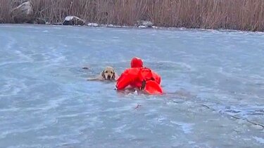 Πυροσβέστης σέρνεται στον πάγο για να σώσει σκύλο σε παγωμένη λίμνη