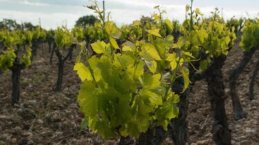 αμπελουργία