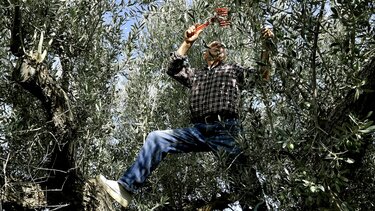 Ελιές ράβδισμα λιομάζωμα