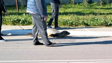 Φθιώτιδα: Φώκια έκοβε βόλτες στη στεριά με παρέα!