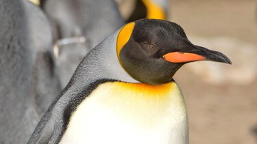 αυτοκρατορικοί πιγκουίνοι