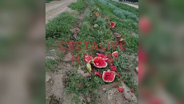 Μποστάνι, Καρπούζια