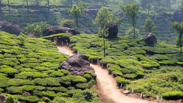 φυτεία τσαγιού