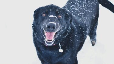 Σκύλος στο χιόνι