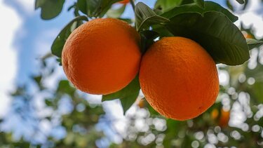 γιορτή πορτοκαλιού