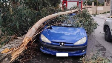 Ευκάλυπτος έπεσε σε αυτοκίνητο στο Άδελε 