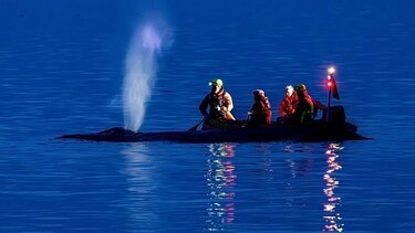 Γερμανία, Φάλαινα