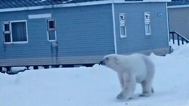 πολική αρκουδα