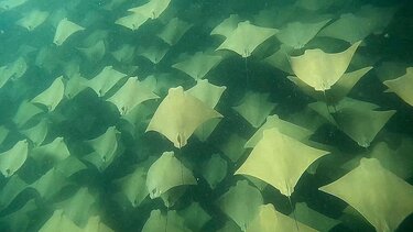 σαλάχια-δύτης