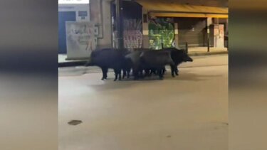 Θεσσαλονίκη: Αγριογούρουνα βγήκαν «βόλτα» σε κεντρικούς δρόμους της πόλης