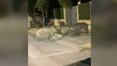 Αγριογούρουνα εμφανίστηκαν ξανά στην Εκάλη