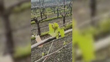 Αμπέλια, Ζημιές, Βενεράτο 