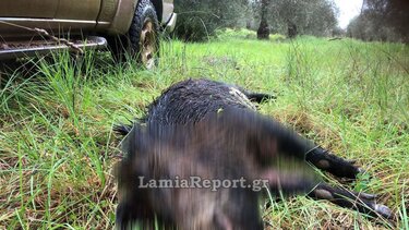 Αταλάντη Φθιώτιδας, Αγριογούρουνο, Τροχαίο