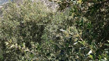 Ελαιοπαραγωγή, Ηράκλειο