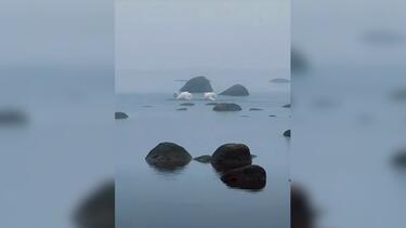 Φινλανδία, Κύκνοι, Ζευγάρωμα