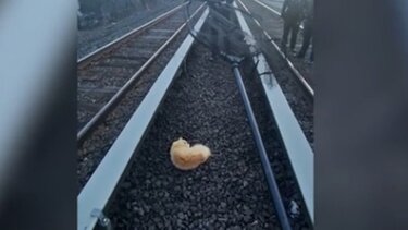 Τύχη ή μοίρα; Γάτος χτυπήθηκε από τρένο και βρέθηκε ζωντανός 24 ώρες μετά