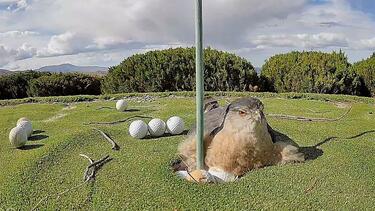 gerakina-golf