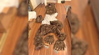 Καλιφόρνια, Απάτη, Αρκούδες