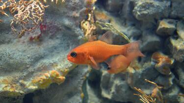 anthias