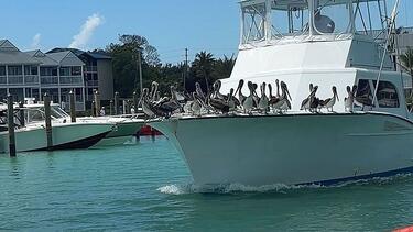 Duck Key: εκεί που τα σκάφη μοιράζονται το ταξίδι με πελεκάνους