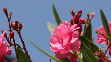  πικροδάφνη