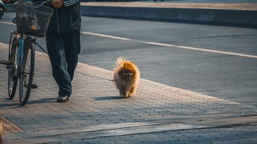 βόλτα σκύλος