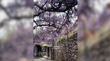 Λέσβος, Σοκάκι, Βουκαμβίλια