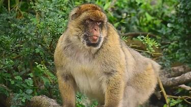 monkey