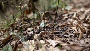 Σύρος: 13χρονος νοσηλεύεται σε σοβαρή κατάσταση μετά από δάγκωμα οχιάς