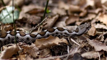Σύρος: Σε σοβαρή κατάσταση 13χρονος μετά από δάγκωμα οχιάς κατά τη διάρκεια οικογενειακής βόλτας