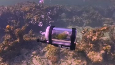 Viral βίντεο: Παπαγάλος εξερευνά τον βυθό στις Μπαχάμες με μίνι υποβρύχιο 