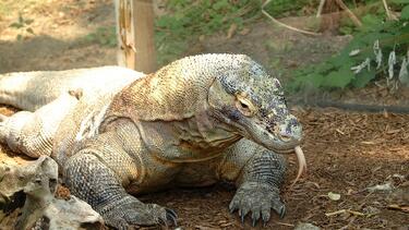 Έξι άτομα συνελήφθησαν για διακίνηση Δράκων του Κομόντο