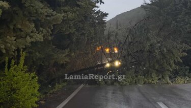 Έκλεισε από πτώση δέντρων η εθνική οδό Θερμοπυλών - Ιτέας
