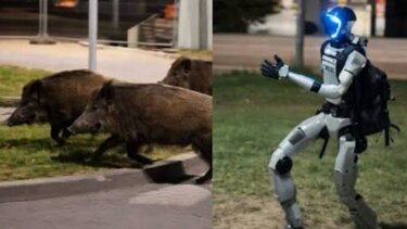 Η πιο περίεργη καταδίωξη: Ρομπότ στην Πολωνία κυνηγά αγριογούρουνα μέσα στην πόλη - Βίντεο