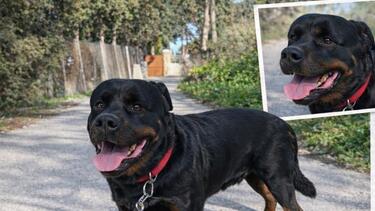 Σκυλί, Αναζήτηση