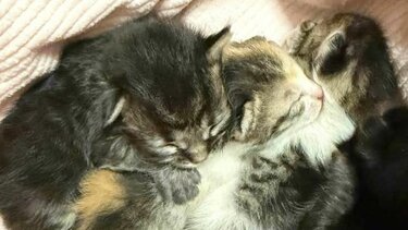 γατάκια αγρίνιο