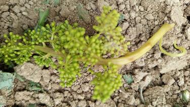 peronosporos_stafillia_ampelia