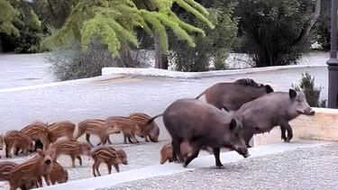 Οικογένεια από αγριογούρουνα πήγε... καλεσμένη σε γάμο στους Θρακομακεδόνες - Βίντεο