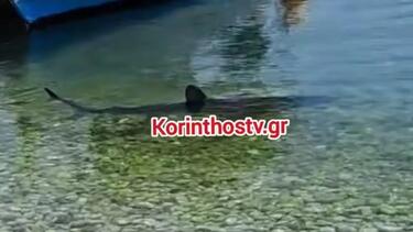 karxarias_korinthos