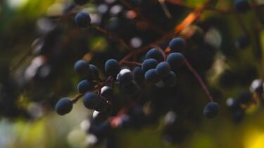 elderberries