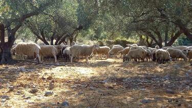 Ελαιώνας πρόβατα αγροζημιές