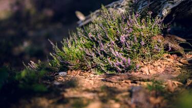 aromatika_fyta